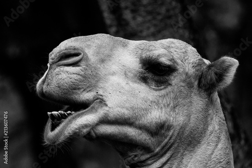 Camel © Calin