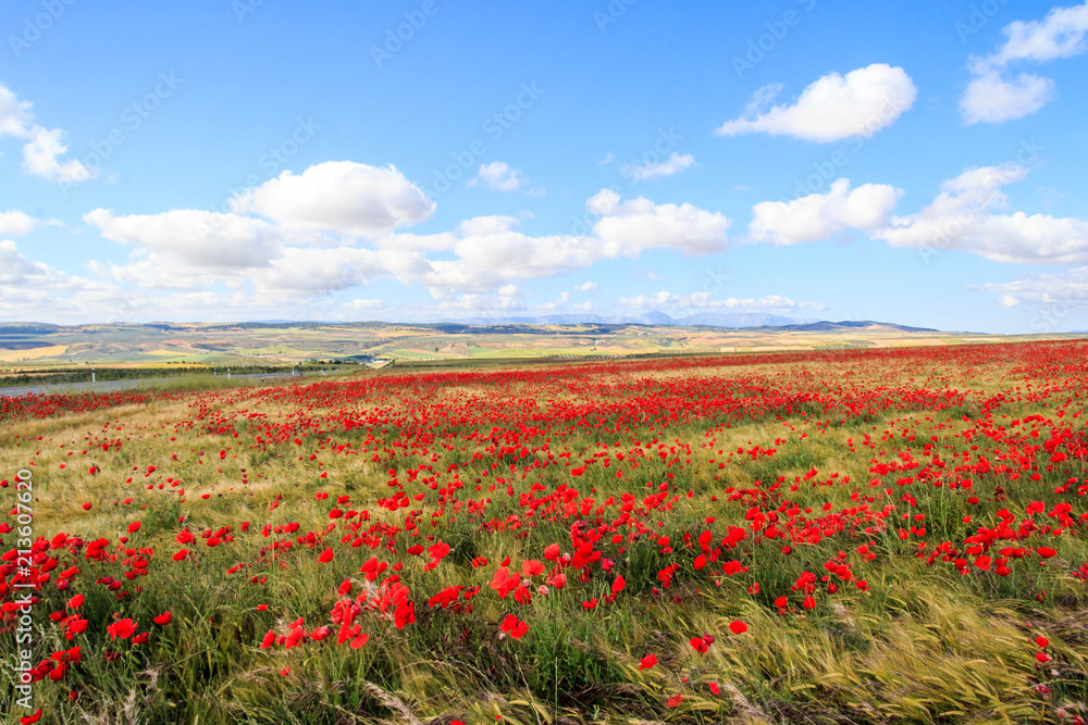 Poppy field and clouds, Granada Province, Spain