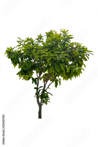 Beautiful green trees isolated on white background with a high resolution suitable for graphic. with clipping path