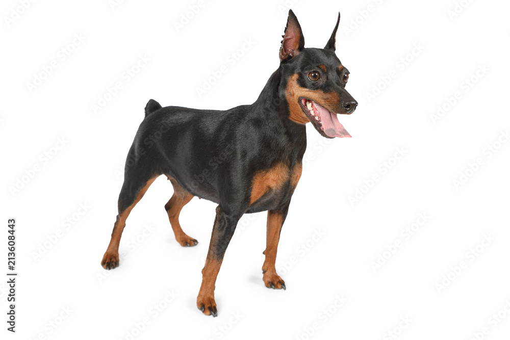 Purebred miniature Pinscher isolated on white background