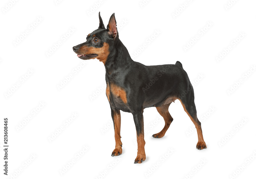 Miniature Pinscher isolated on white background