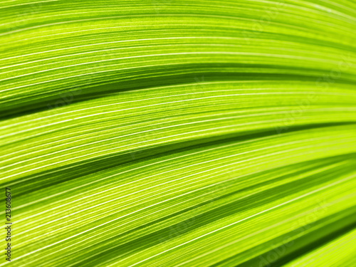 Green leaf abstract background. Veratrum  False Hellebore texture closeup