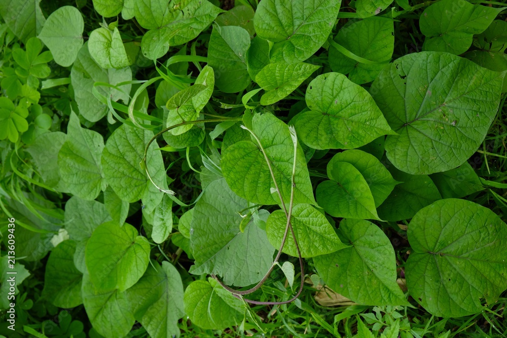 nature leaves background texture pattern nature leaves background texture pattern