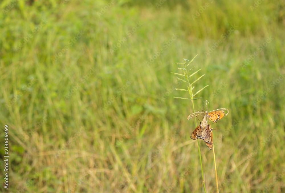 butterfly nature background on grass green and sunset butterfly nature background on grass green and sunset