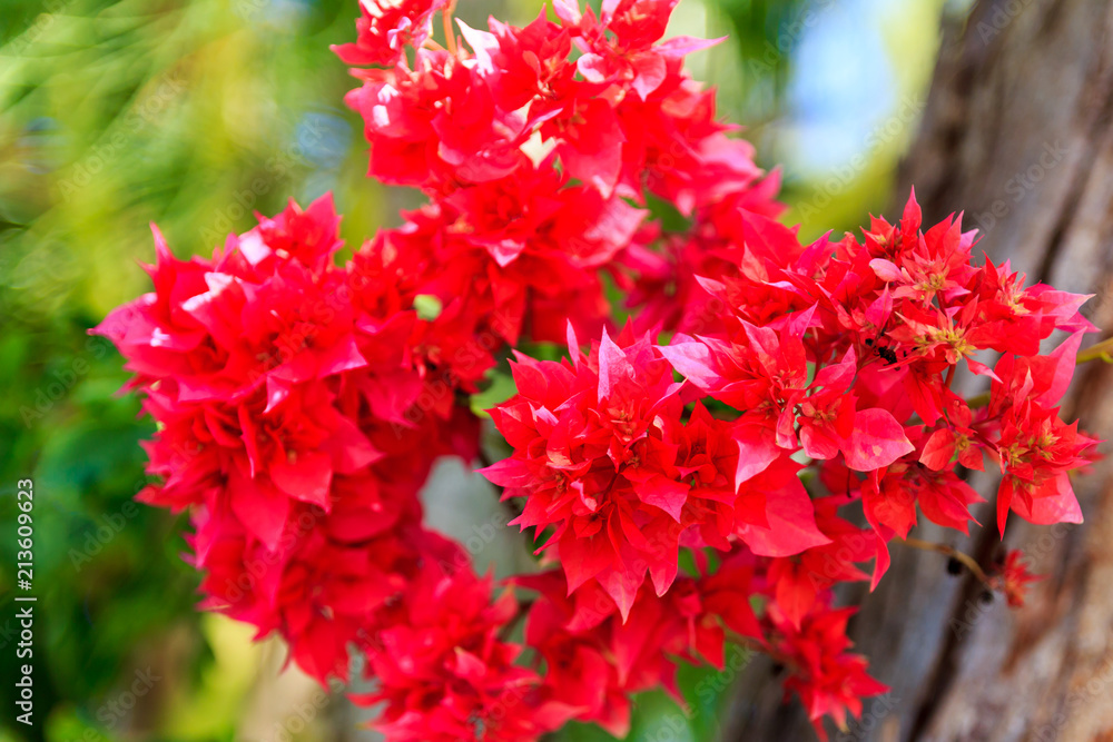 Flower Flower