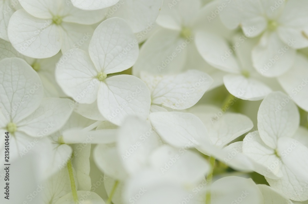 紫陽花 アナベル 紫陽花 アナベル