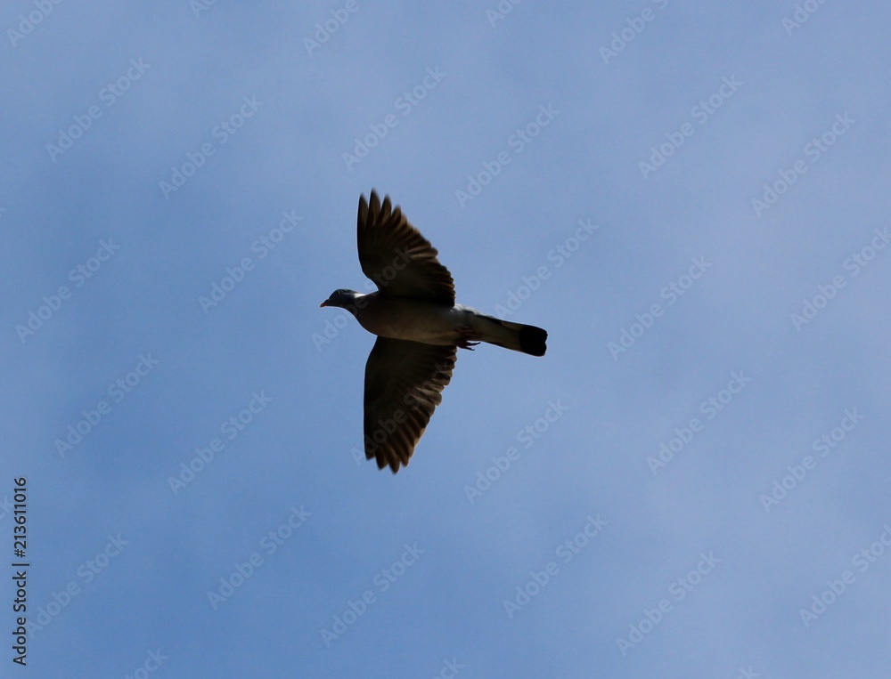 Fototapeta premium Pigeon 