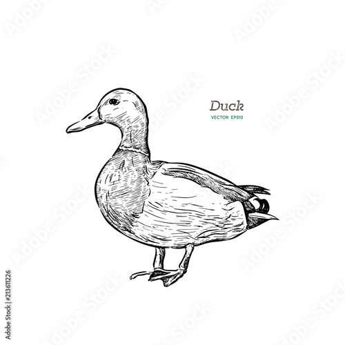 Vector antique engraving illustration of mullard duck