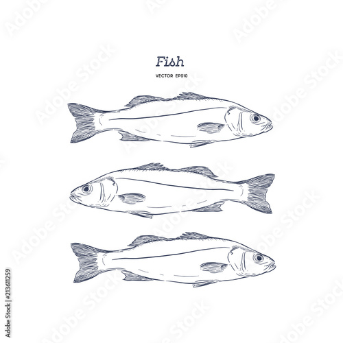 Hand Drawn Illustrations of fish.