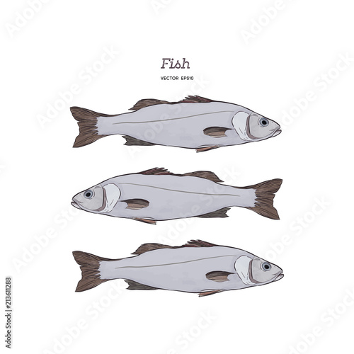 Hand Drawn Illustrations of fish.