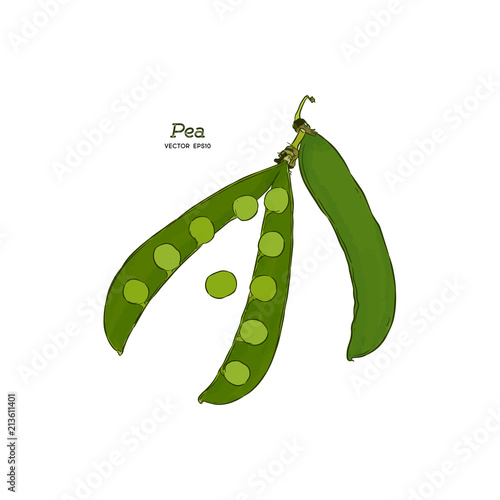 Pea pods vector illustration.