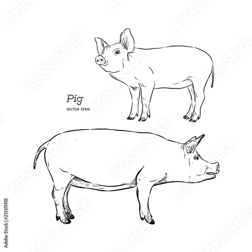 Vector illustration of pig in graphic style, hand drawing illustration.