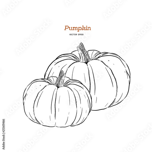 ector hand drawn set illustration of pumpkin.