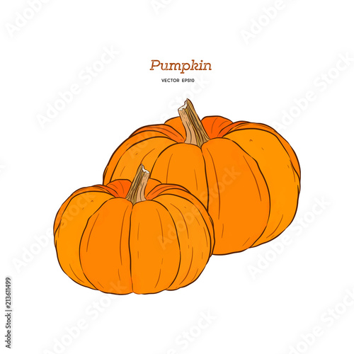 ector hand drawn set illustration of pumpkin.