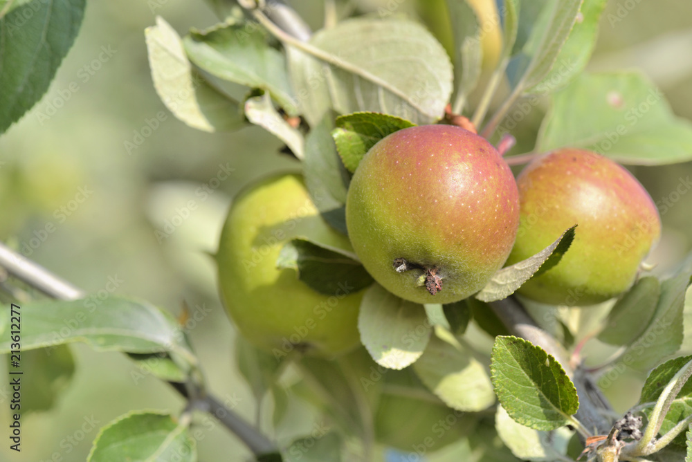 close on a fresh apples growing in the tree close on a fresh apples growing in the tree