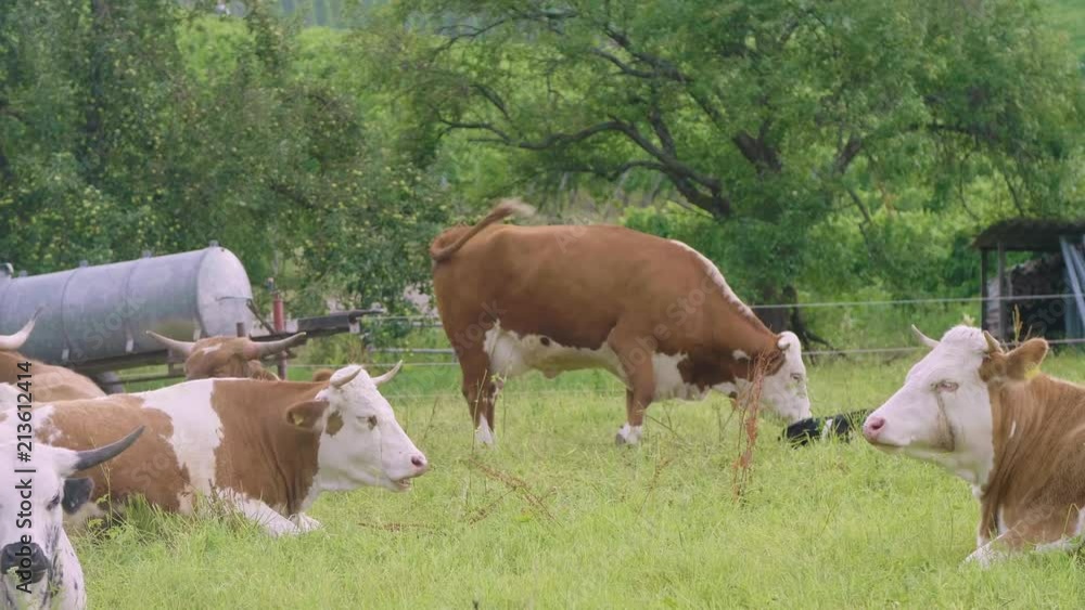 Kühe auf der Weide (video)