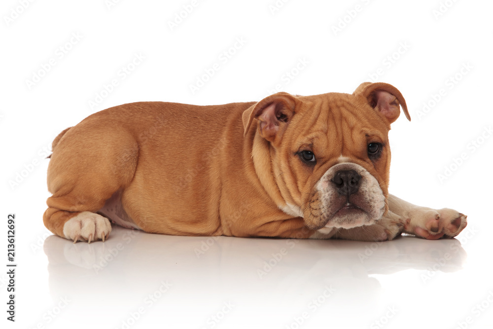 side view of brown and white english bulldog lying