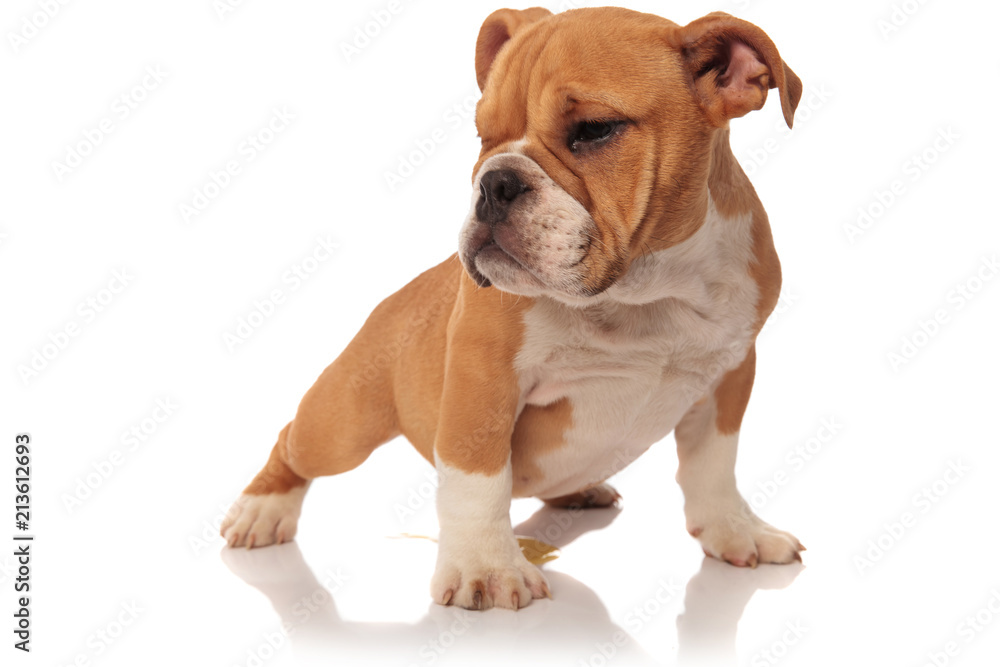 english bulldog pup stretches and looks to side english bulldog pup stretches and looks to side