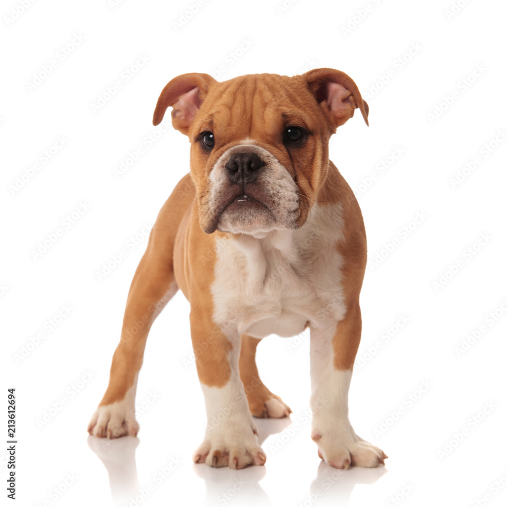 adorable english bulldog puppy stands and looks to side