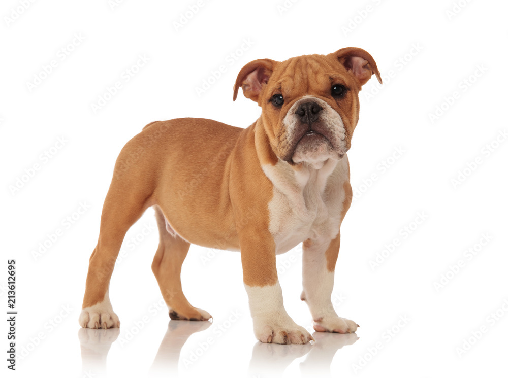 side view of adorable english bulldog puppy standing