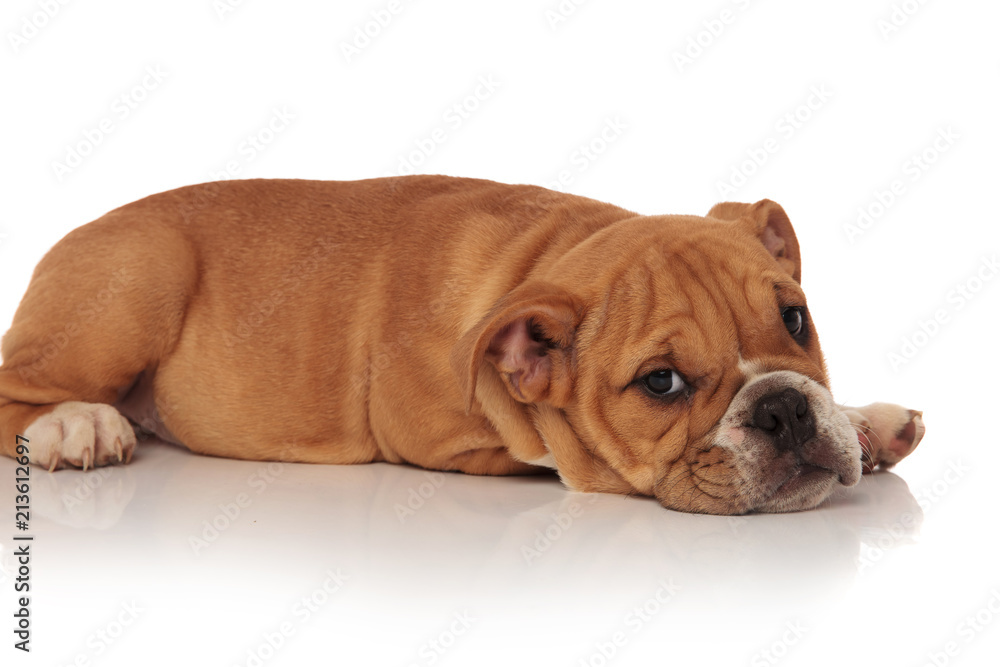 side view of cute english bulldog puppy resting