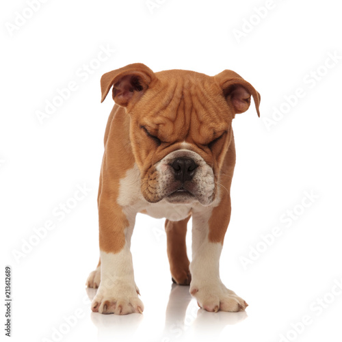 cute small english bulldog stands with eyes closed