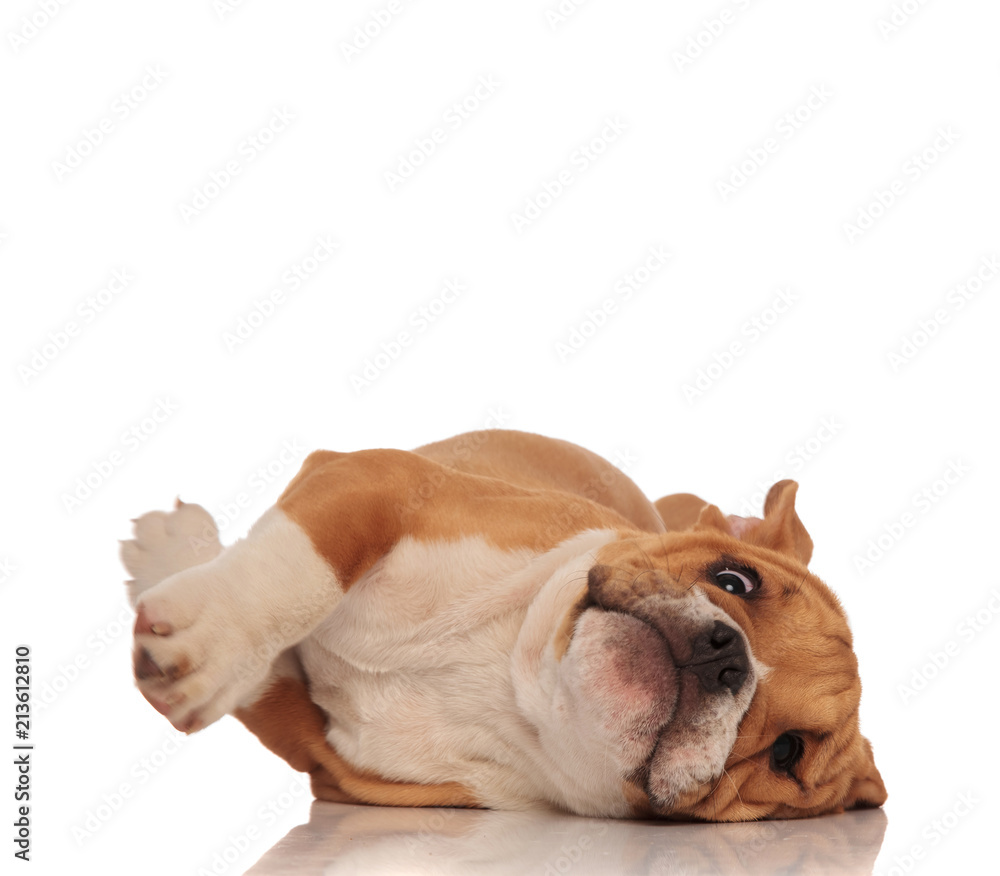 funny brown and white english bulldog lying on side funny brown and white english bulldog lying on side
