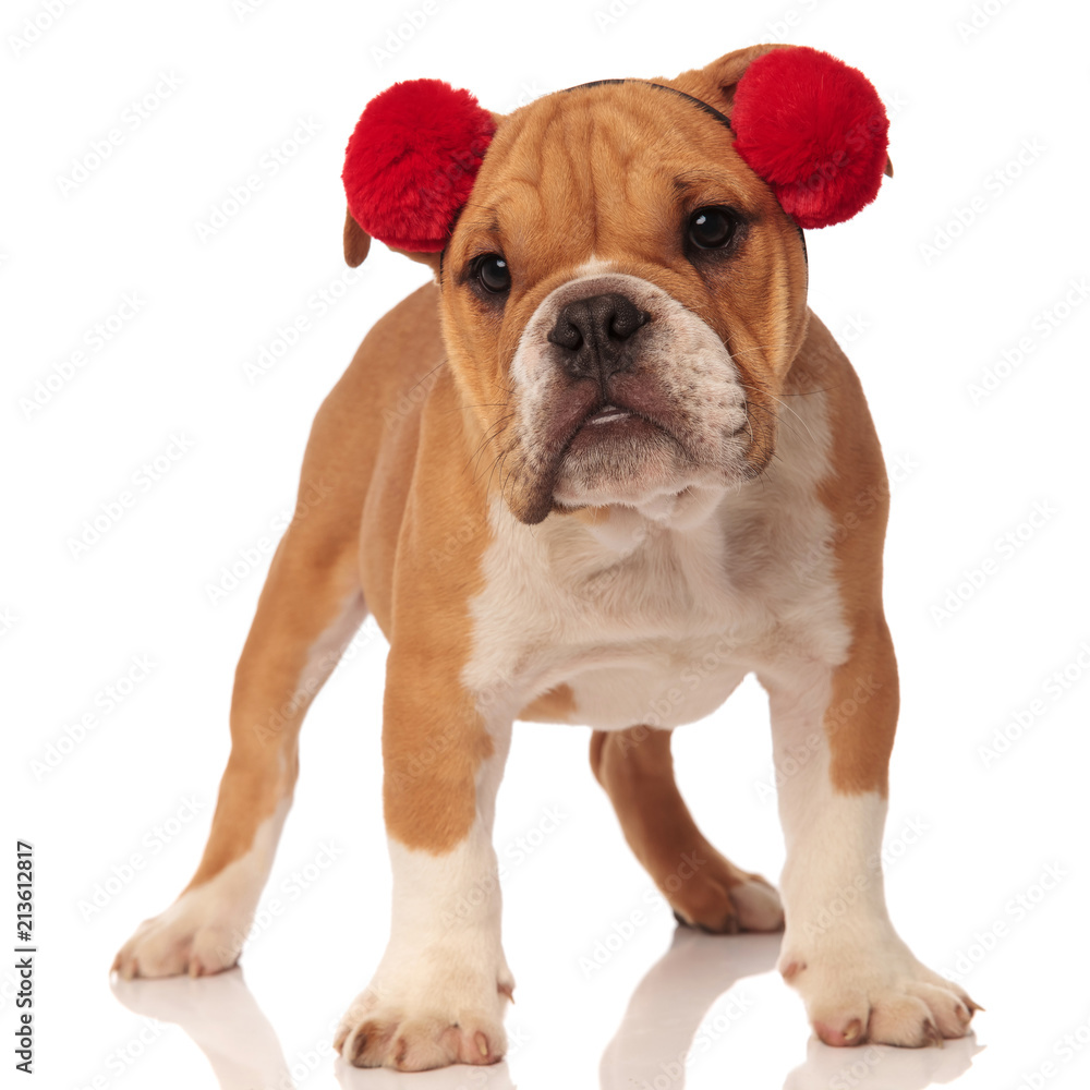 cute english bulldog with red earmuffs standing