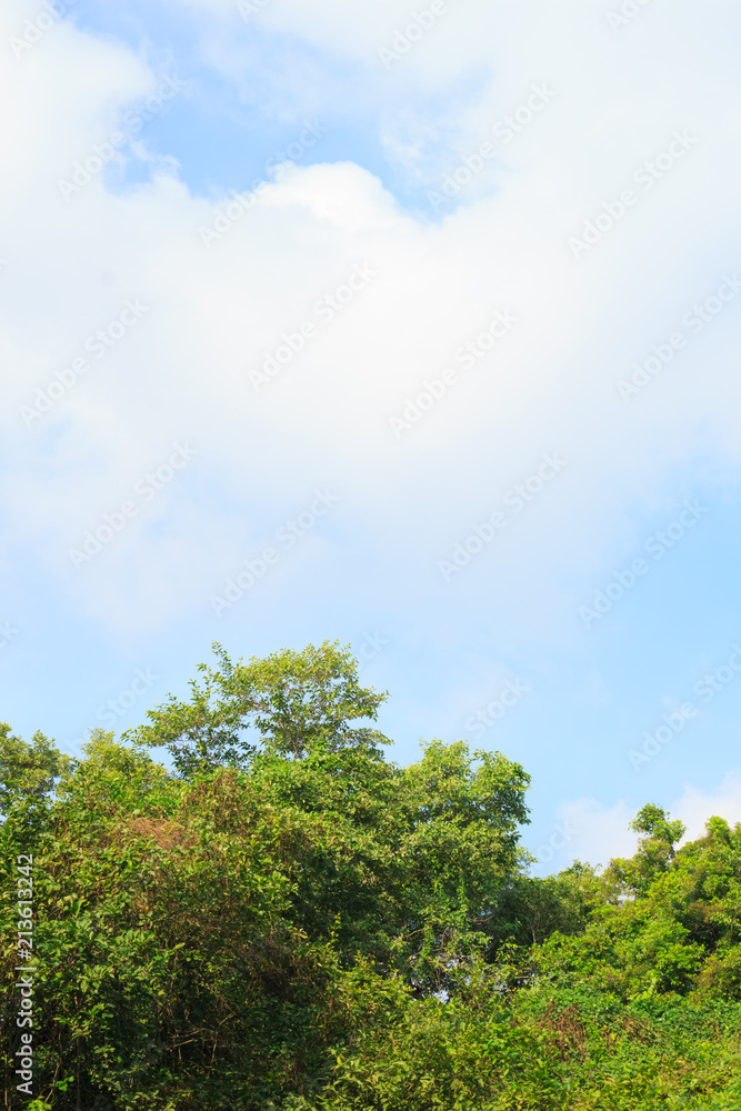 trees green forest sky horizon background trees green forest sky horizon background