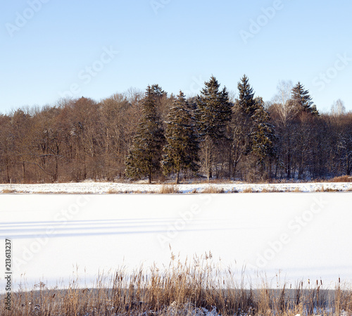 Wallpaper Mural Winter forest, close-up Torontodigital.ca