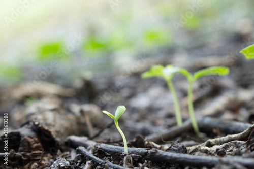 seed germination growth into forest
