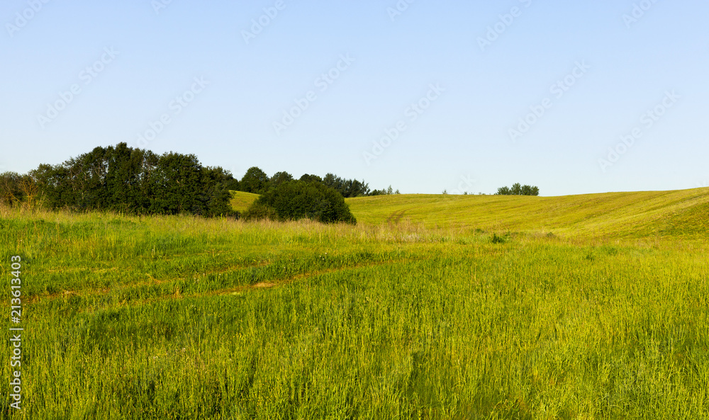 trees on hill trees on hill