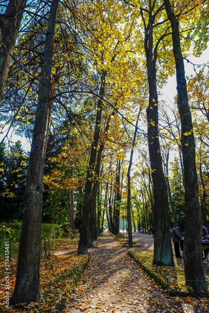 Autumn trees at garden in sunny day