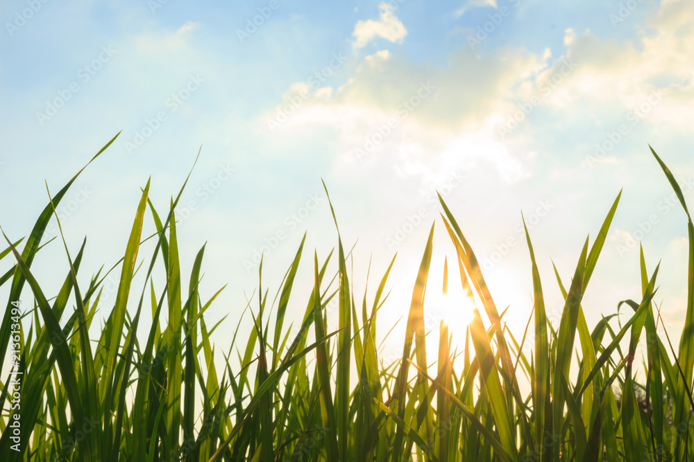 Fototapeta premium landscape sun sunrise sunset green background