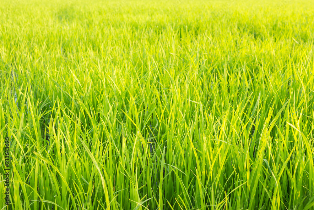 landscape rice green field nature background landscape rice green field nature background