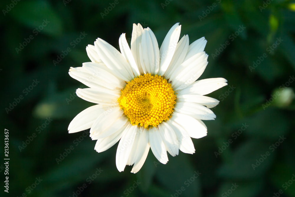 Single chamomile адщцук Single chamomile адщцук