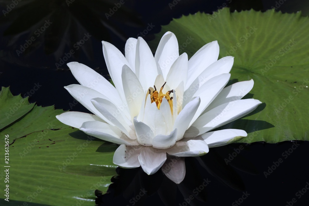 WHITE LOTUS WATERLILIES