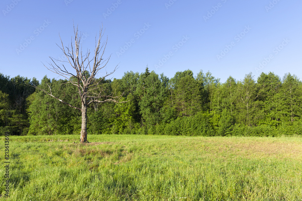 Obraz premium dry tree growing in a field