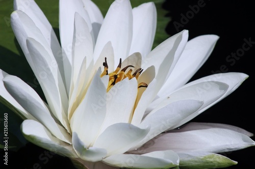 WHITE LOTUS WATERLILIES