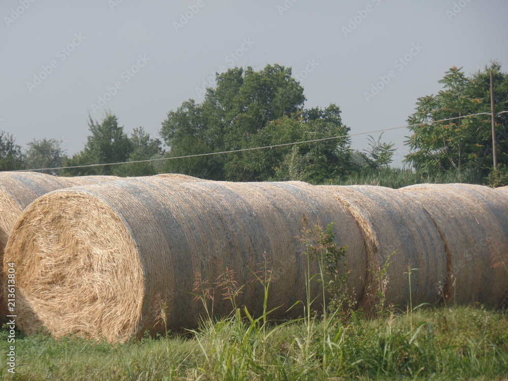 Round bales of hay on the grass