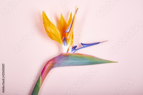 Tropical bird of paradise flower on pastel background. photo