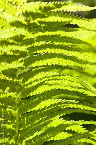 light fern leaves