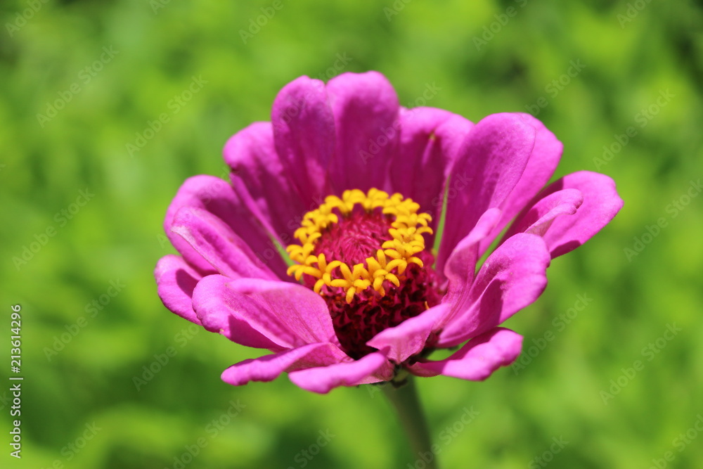 Obraz premium Fiore rosa - Baia di Ieranto, Massa Lubrense, Italia