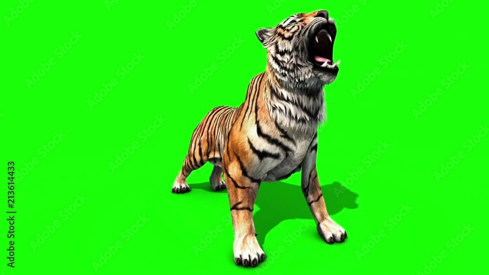 Tiger Big Roar Animals Front Green Screen 3D Rendering Animation Stock Video  | Adobe Stock