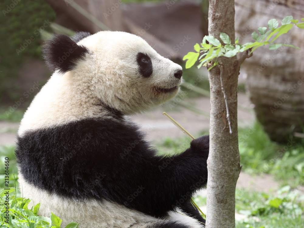Obraz premium Miś Panda je i relaksuje