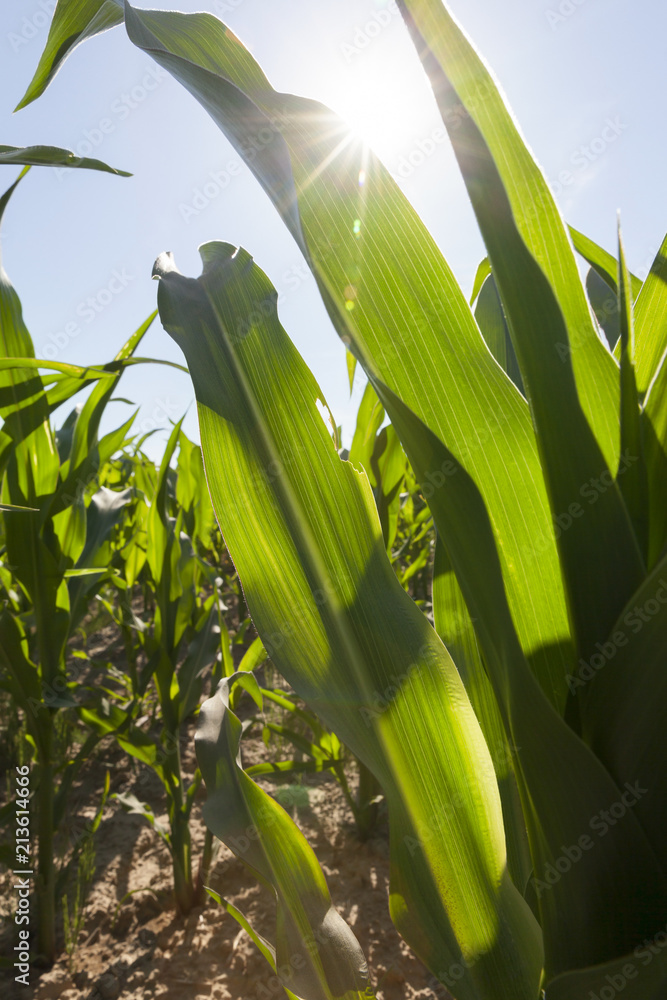sun shining through green corn sun shining through green corn