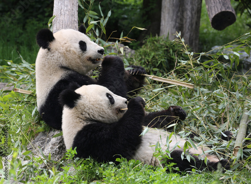 Fototapeta Naklejka Na Ścianę i Meble -  Panda bear eating and relaxing
