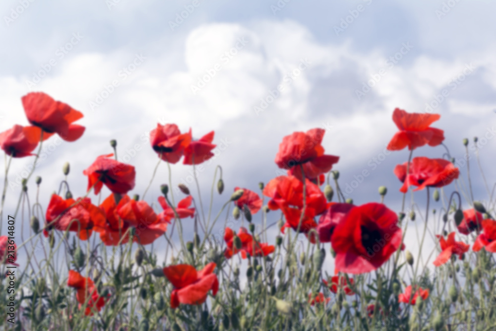 Blurred background of flowers Red poppies blossomagainst cloudy sky. soft light. Natural drugs. Soft focus blur