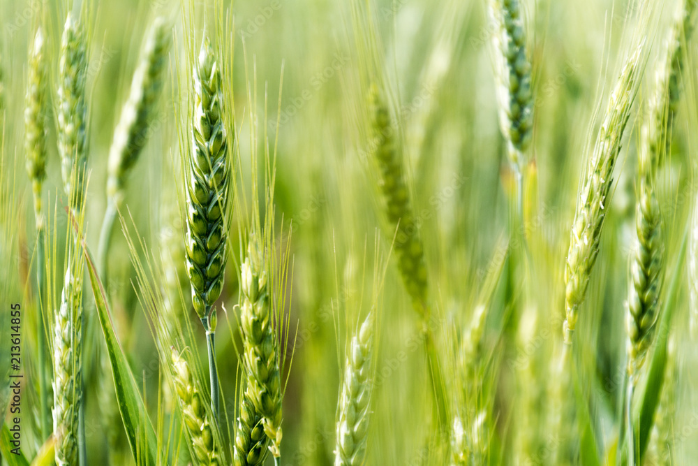 Obraz premium Green field of wheat. Selective focus, blur.
