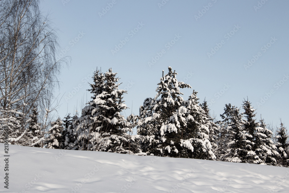 Fototapeta premium Snow-covered Christmas trees on a clear winter day